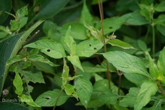 Achyranthes coynei